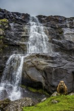 Shetland sheeps before a Waterfall in Estuyroy, Faroe islands, Denmark
