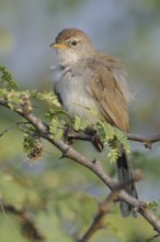 Rufous-fronted Prinia (Prinia buchanani), India