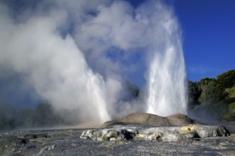 New Zealand, North Island, water fountain, Whakarewarewa, Pohutu geyser, New Zealand