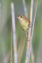 Golden-headed Cisticola (Cisticola exilis) female perched on reeds, Victoria, Australia