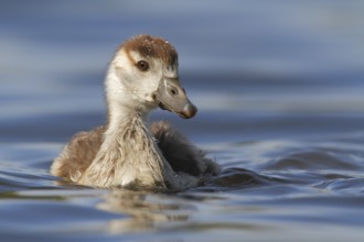 Egyptian Goose (Alopochen aegyptiaca) juvenile, North Rhine-Westphalia, Germany