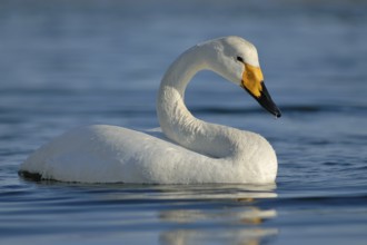 Whooper Swan (Cygnus cygnus), Hokkaido, Japan