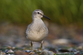 Red Knot (Calidris canutus), Schleswig-Holstein, Germany