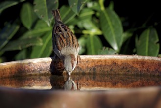 House sparrow (Passer domesticus), male, thirst, bird bath, The sparrow drinks water and its head