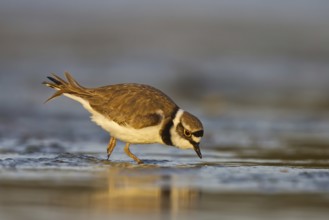 Little Ringed Plover (Charadrius dubius) male foraging, North Rhine-Westphalia, Germany