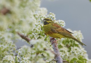 Cirl Bunting (Emberiza cirlus) male perched on a branch, Rhineland-Palatinate, Germany