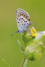 Argus Blue, (Plebejus argus), animals, insects, butterflies, butterfly, butterflies, lateral,