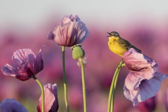 Wiesenschafstelze im Mohnfeld
