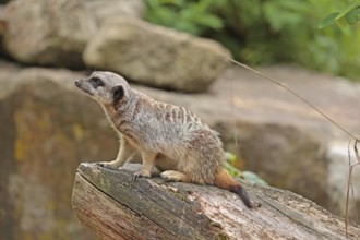 Meerkat (Suricata suricatta), captive
