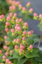 St John's wort (Hypericum MIRACLE® BLOSSOM), Merkel family, Germany