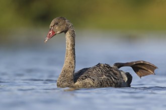 Black Swan (Cygnus atratus) juvenile stretching leg, Victoria, Australia