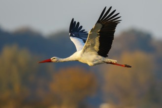 White Stork (Ciconia ciconia) flying, North Rhine-Westphalia, Germany