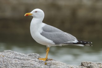 Yellow-legged Gull (Larus michahellis), adult on stone shore, Galicia, Spain