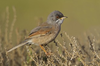 Spectacled Warbler (Sylvia conspicillata) male, Spain