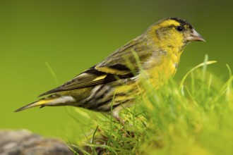 A vibrant Eurasian Siskin, Spinus spinus, stands out against a vivid green background, showcasing