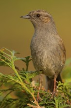Dunnock (Prunella modularis), Baden-Wuerttemberg, Germany