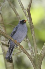 Black-faced Solitaire (Myadestes melanops), Costa Rica