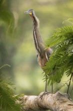 Bare-throated Tiger Heron, Tortuguero National Park, Costa Rica