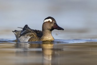 Garganey (Spatula querquedula) male, North Rhine-Westphalia, Germany