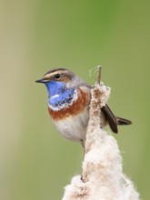 Bluethroat (Luscinia svecica cyanecula) male perched on cattail, Netherlands