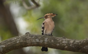 Eurasian hoopoe or common hoopoe (Upupa epops) on a tree branch, Sreepur, Gazipur, Bangladesh