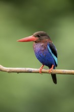 Javan Kingfisher (Halcyon cyanoventris), East Java, Indonesia