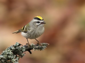 Golden-crowned Kinglet, Regulus satrapa, perched on a branch in Autumn, in Saskatoon, Saskatchewan