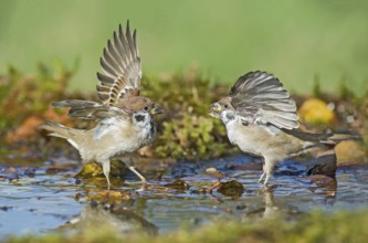 Eurasian Tree Sparrow (Passer montanus) figthting at a waterhole, Aosta Valley, Italy