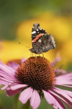Red admiral butterfly (Vanessa atalanta) adult insect feeding on garden Cone flower (Echinacea