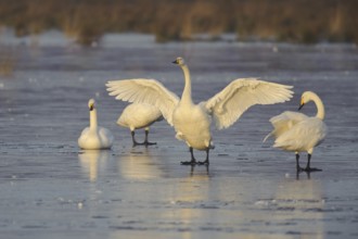 Whooper Swan (Cygnus cygnus), Lower Saxony, Germany