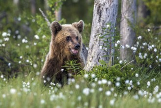 European brown bear (Ursus arctos), Europe, Scandinavia, Finland