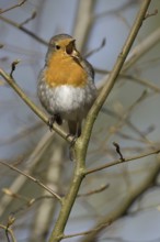 European Robin (Erithacus rubecula) singing, North Rhine-Westphalia, Germany