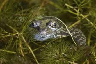 Common frog (Rana temporaria) adult amphibian on the water surface of a garden pond amongst pond