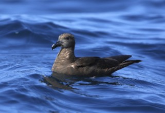 Jouanin's Petrel (Bulweria fallax), Dofhar, Oman