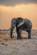African elephant (Loxodonta africana), elephant at sunset, Nxai Pan National Park, Botswana