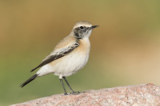 Desert Wheatear (Oenanthe deserti homochroa) Eilat, Israel