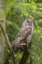 One long-eared owl (Asio otus), sitting on a branch of a tree, between green leaves