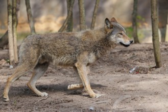 A Eurasian gray wolf (Canis lupus lupus) runs across a dry forest floor. Transylvania, Romania