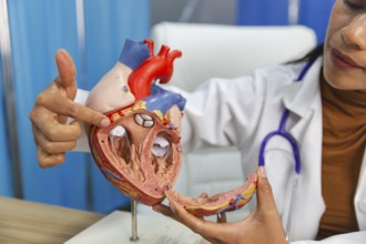 A medical professional demonstrates the intricate details of human heart anatomy using a detailed