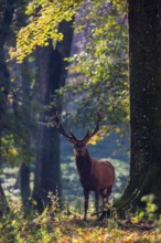 A Red Deer stag (Cervus elaphus) stands in a forest