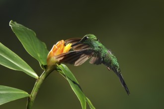 Green-crowned Brilliant (Heliodoxa jacula) female flying while feeding at a flower, Bosque de Paz,