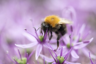 Tree bumblebee (Bombus hypnorum) adult bee insect feeding on a garden purple Allium flower in