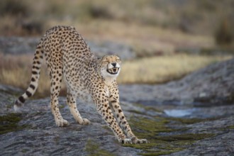 Cheetah (Acinonyx jubatus) captive, female stretching, Castile-La Mancha, Spain