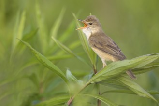 Marsh Warbler (Acrocephalus palustris) male singing, Poland