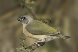Gouldian Finch (Erythrura gouldiae) juvenile