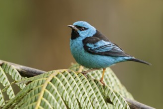 Blue Dacnis (Dacnis cayana) perched on a branch in the Atlantic Rainforest Region of Brazil