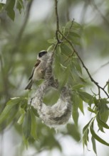 Eurasian Penduline Tit (Remiz pendulinus) male, Brandenburg, Germany