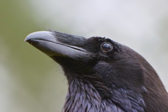Close-up of a raven with a distinctive beak and shiny black plumage, common raven (Corvus corax),