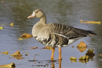 Greater White-fronted Goose (Anser albifrons), British Columbia, Canada