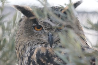 A Eurasian eagle owl gazes through foliage, showcasing its striking orange eyes and patterned